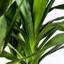Palmlelie 2 stam blad